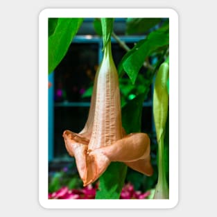 Brugmansia (Angel's trumpet) Sticker